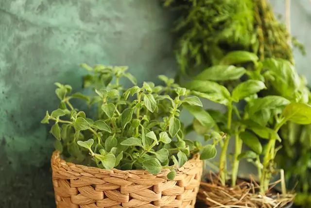 室內(nèi)種植這幾種植物，讓你的房間充滿芳香，凈化空氣，芬芳室內(nèi)