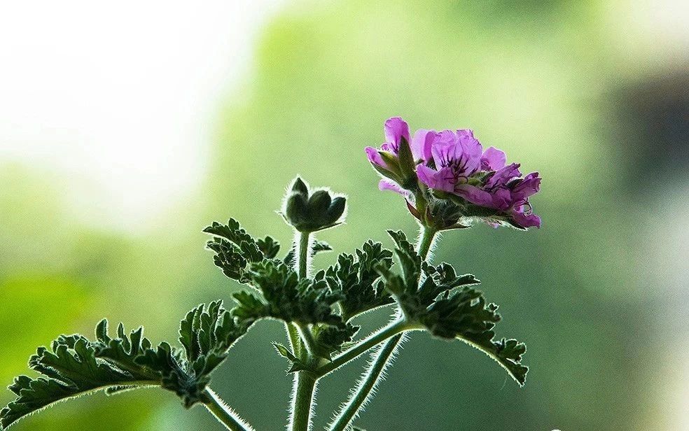 夏天來了，驅(qū)蚊的香料有哪些