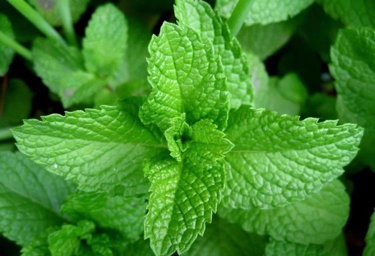 夏天來了，驅(qū)蚊的香料有哪些