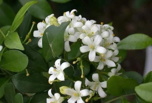 夏天來了，驅(qū)蚊的香料有哪些