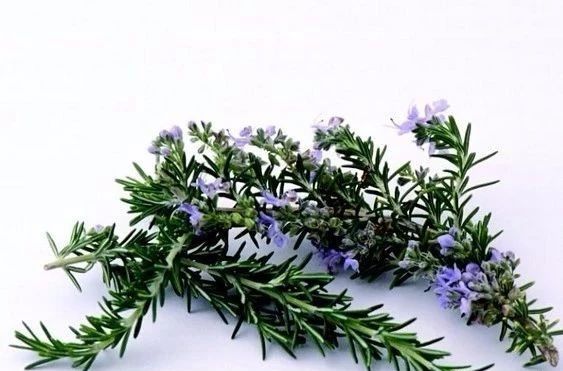 夏天來了，驅(qū)蚊的香料有哪些