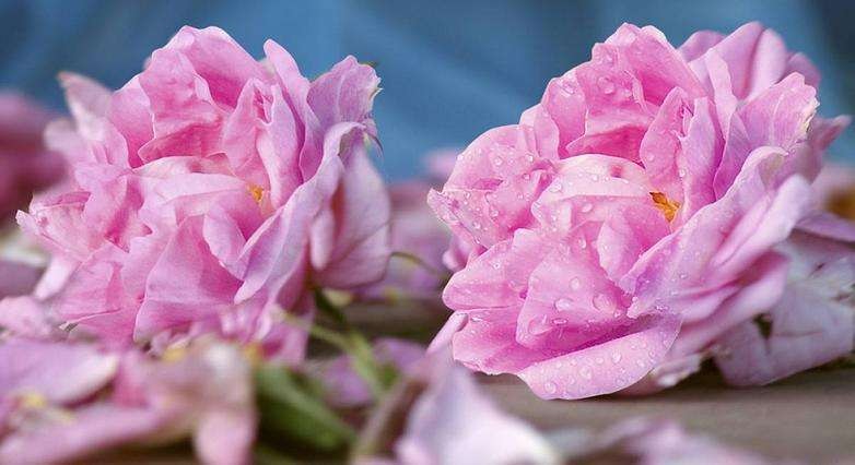 想成為一名專業(yè)的調(diào)香師,新手要怎么樣入門？