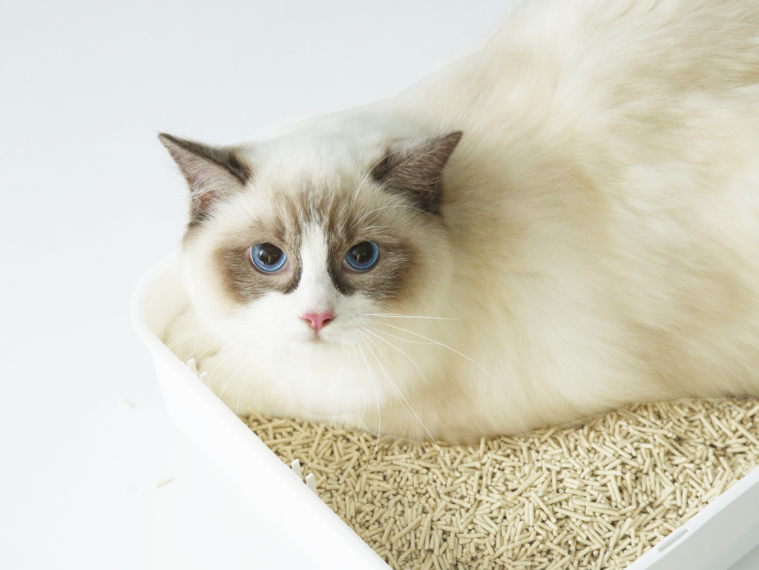 關(guān)乎貓咪排泄健康！一款好貓砂該怎么選？