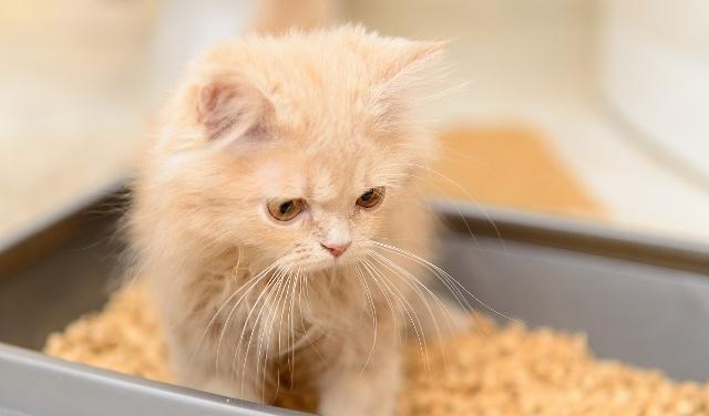 換貓砂只是倒掉臟貓砂？關(guān)于換貓砂，你很可能做錯(cuò)了