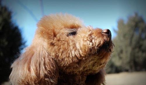 養(yǎng)寵小知識：泰迪沐浴露分顏色嗎，灰貴適合用什么沐浴露